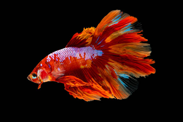 Beautiful betta splendens half moon siamese betta fish. Beautiful betta splendens half moon siamese betta fish. fighting fish in movement on black background. betta crowntail stock pictures, royalty-free photos & images