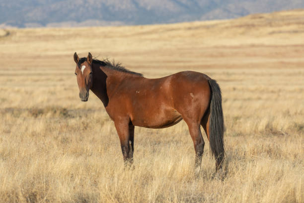 istock Wild Horse in the Utah Desert 1209675349