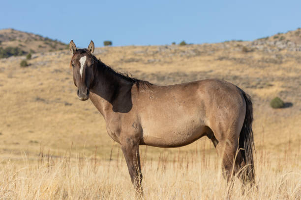 istock Wild Horse in the Utah Desert 1209675505