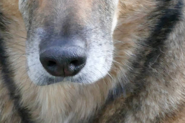 The nose from a dog near