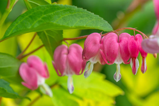 istock Pink delicate dicentra flowers on a green background. Close up. Copy space 1209675699