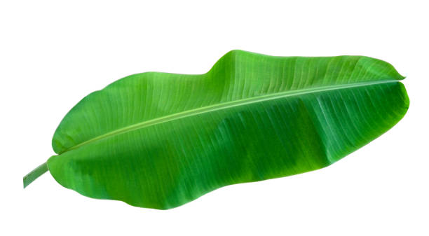 istock fresh one banana green leaf isolated on white background with clipping path 1209675957