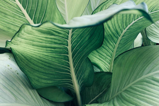 modèle abstrait de feuilles vertes tropicales, feuillage luxuriante avec la canne muette ou dieffenbachia la plante tropique. - couleur panachée photos et images de collection