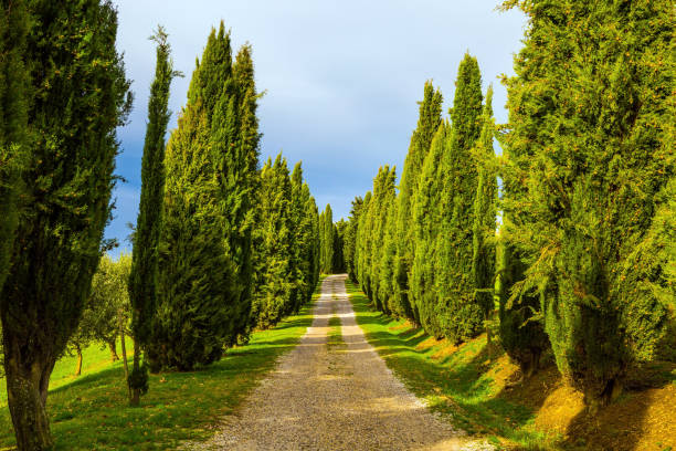 Picturesque Tuscany. Magnificent long cypress avenue. Sunny autumn day. The concept of active, rural and photo tourism
