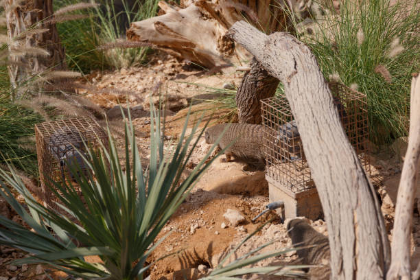 istock A few individuals Banded mongoose. Mongoose portrait close up. Small predatory mammals 1209677798