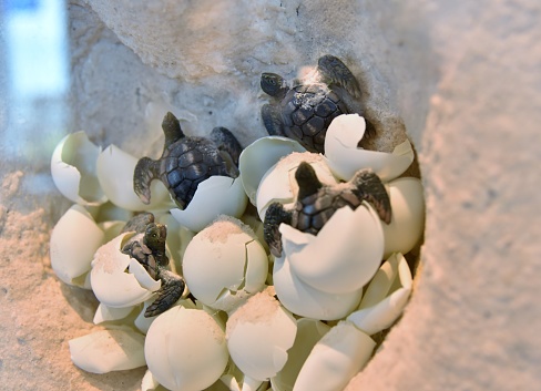 Newly hatched baby turtles are leaving their shells to race towards water to survived