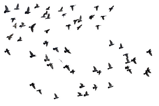istock Flocks of flying pigeons isolated on white background. Clipping path. 1209681369