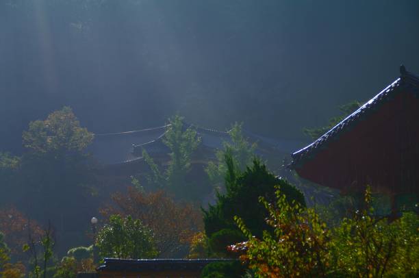 istock a forest full of fresh mornings 1209683574