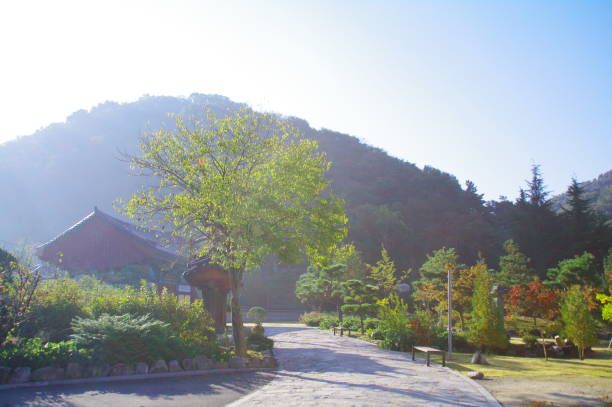 istock a forest full of fresh mornings 1209683646