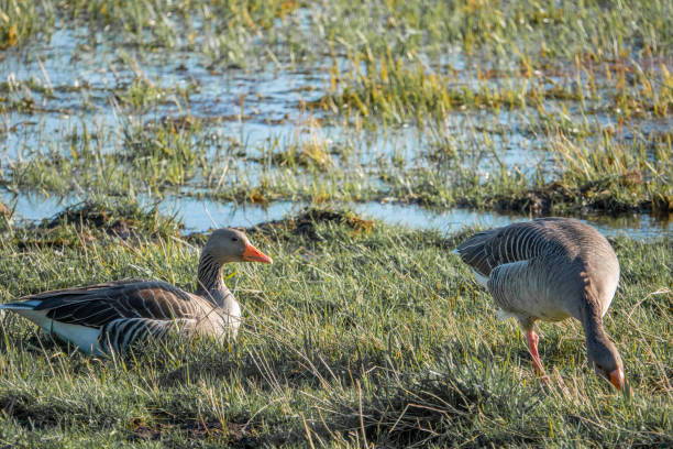 istock pair of grey geese stands on a green meadow in spring 1209684689