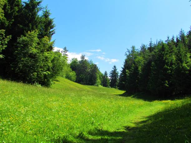 istock Grassland covered valley surrouded by a forest 1209684723