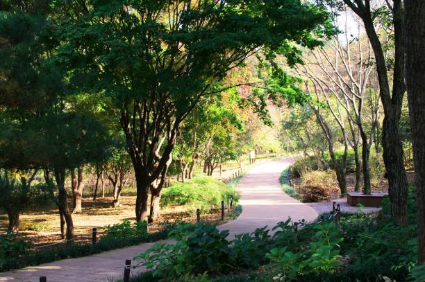 istock a forest full of fresh mornings 1209685783