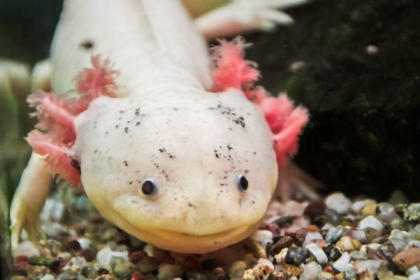 istock leucist axolotl, Ambystoma mexicanum 1209687369