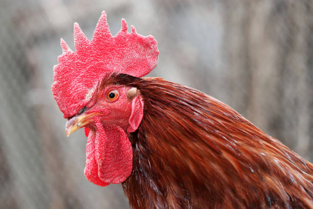 istock Red rooster on the farm, poultry concept 1209687678
