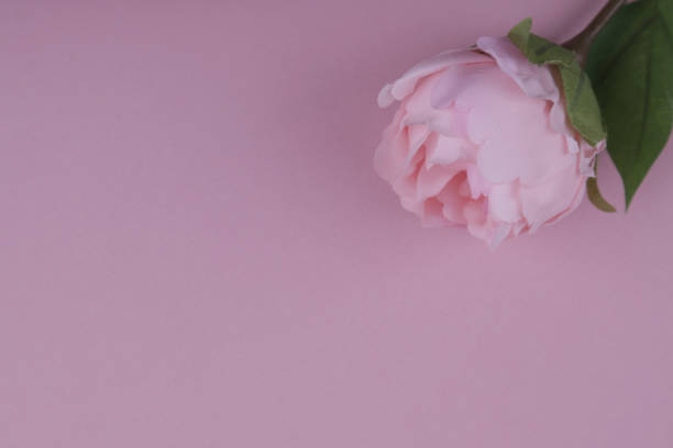 istock pink blank sheet for writing with pink rose 1209687778
