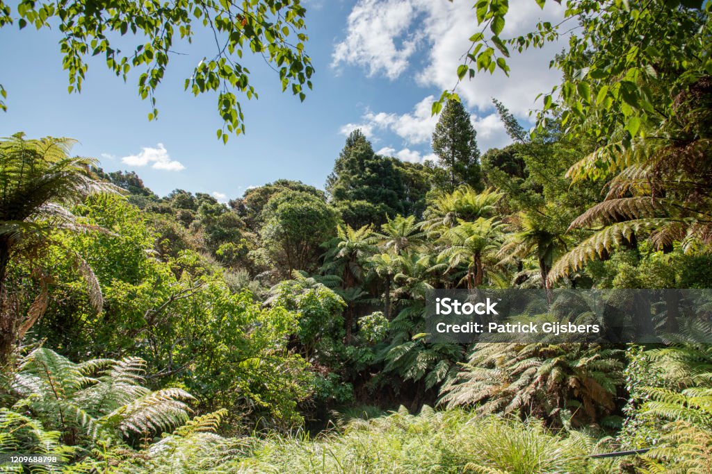 Hells Gate Country: New Zealand
Location: Rotorua - Hells Gate Bush Stock Photo