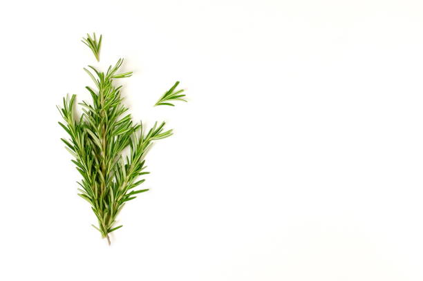 istock rosemary leaves  bunch isolated on white background. flat lay, top view. 1209689553