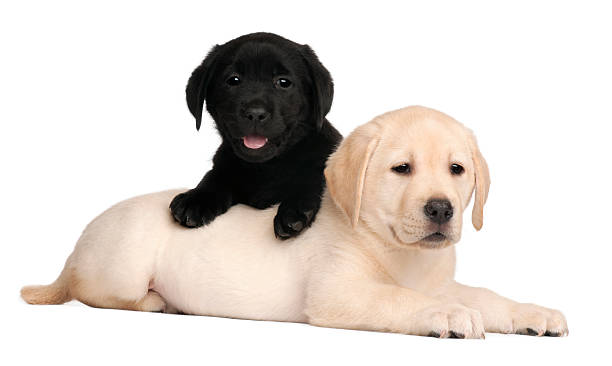 istock Two Labrador puppies, seven weeks old, white background. 120968964