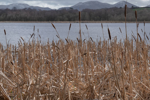 Reeds in winter, lake beyond (Annahinchigo Lake) and the Mourne Mountains in the background.  Ballyroney, County Down, Northern Ireland.  Selective focus.