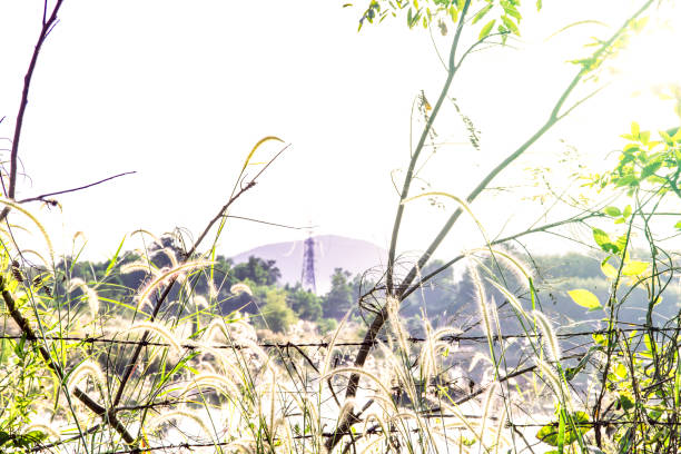 Beautiful flare light with green grass in the morning, Landscape nature background, Green tree with sunrise light, Shadow of tree from sun shine through the tree in Thailand, Peaceful place in rural