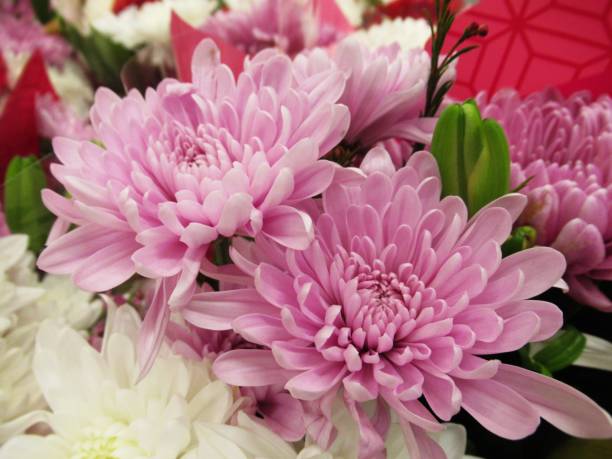 istock Pretty Bright Closeup Pink Daisy Flowers Bouquet 1209694943