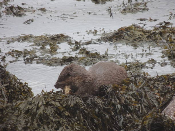 European Otter