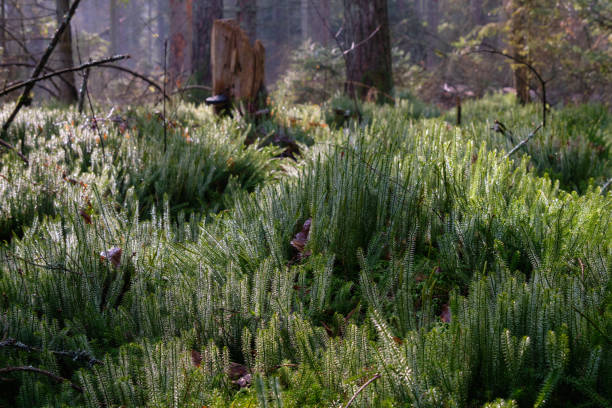 wolf’s-foot clubmoss (lycopodium clavatum) près de l’avant - clubmoss photos et images de collection