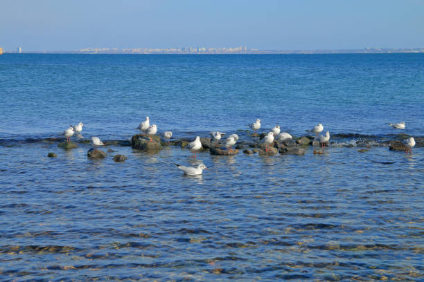 Life by seashore in Black sea Nessebar, Bulgaria