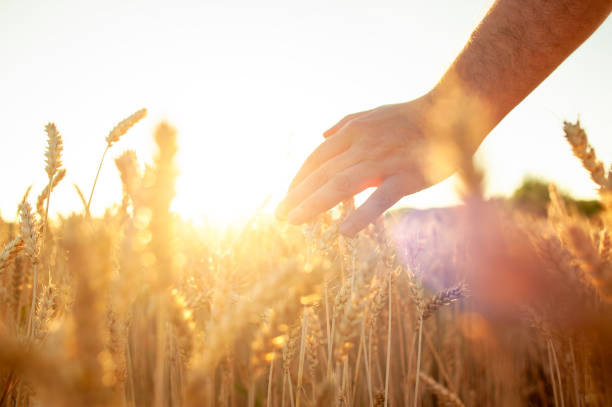 istock Wheat sprouts in a farmer's hand.Farmer Walking Through Field Checking Wheat Crop 1209695574