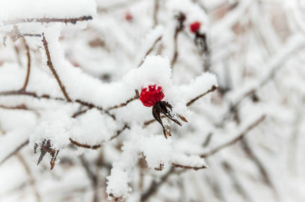 istock Red rosehip berries with hoar frost 1209696940