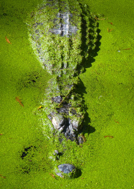 American Alligator in the Louisiana swamps covered in green moss