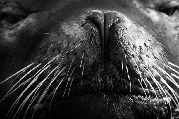 istock Sea lion Portrait 1209697027