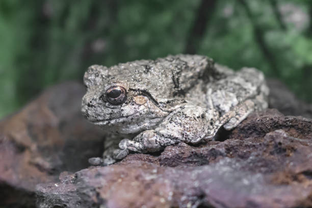 крупным планом серой древой лягушки, стоящей на скале - camouflage animal frog tree frog стоковые фото и изображения
