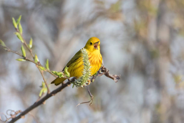 istock Yellow warbler little bird singing on tip of tree branch in springtime 1209697214