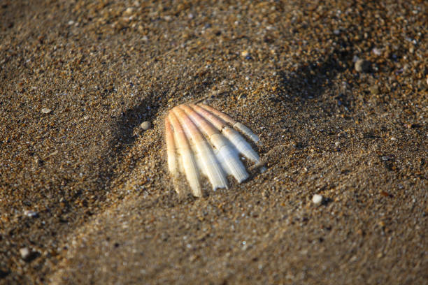 istock landscapes of Normandy 1209699217