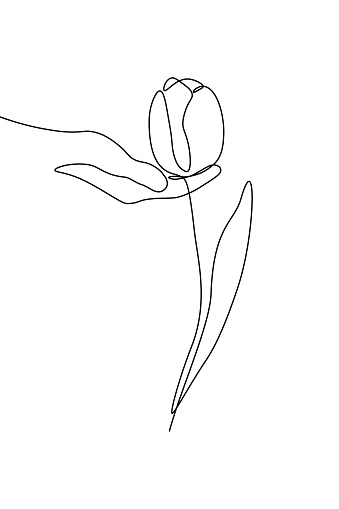 Hand holding aromatic spring tulip flower. Сontinuous line art drawing style. Minimalist black linear sketch isolated on white background. Vector illustration