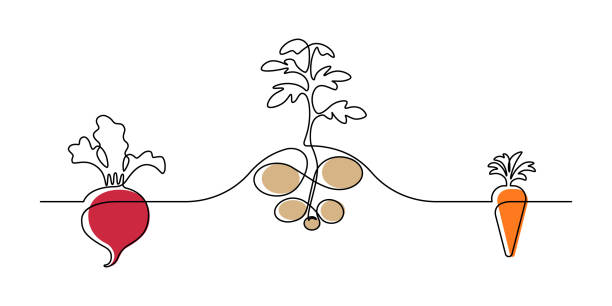 Root vegetable plants Vegetable plants design in continuous line art drawing style. Growing of root vegetables on garden plot. Vector illustration radish art drawing stock illustrations