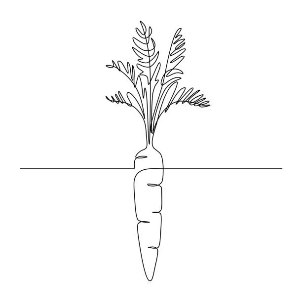 Carrot plant Carrot vegetable in continuous line art drawing style. Growing carrot plant minimalist black linear sketch isolated on white background. Vector illustration carrot stock illustrations