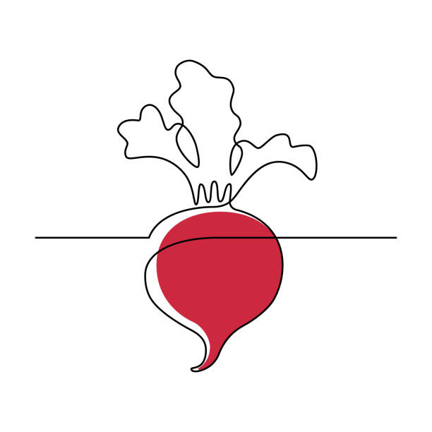 illustrazioni stock, clip art, cartoni animati e icone di tendenza di pianta di barbabietola - beet common beet isolated red