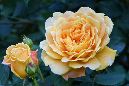 Close-up of orange-yellow double flower of David Austin Rose 'Golden Celebration'