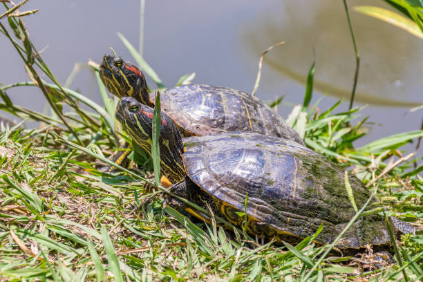istock Pair of Western Painted Turtles 1209703594