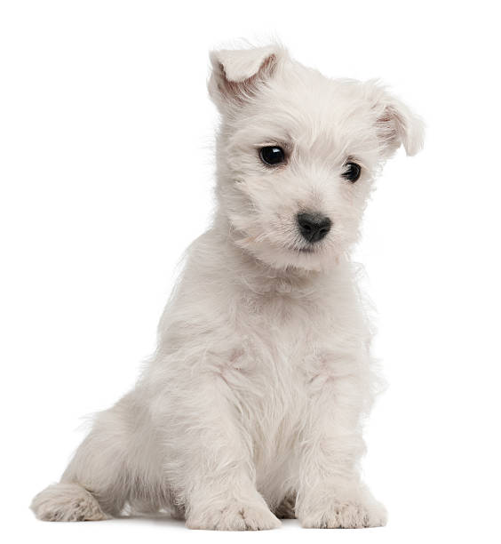 istock West Highland Terrier puppy, seven weeks old, white background. 120970362
