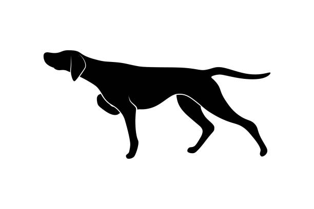 Pointing dog Pointing dog silhouette isolated on white background. Vector illustration hound stock illustrations