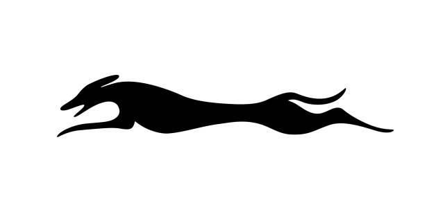 Running dog design Fast running dog silhouette design isolated on white background. Vector illustration greyhound stock illustrations