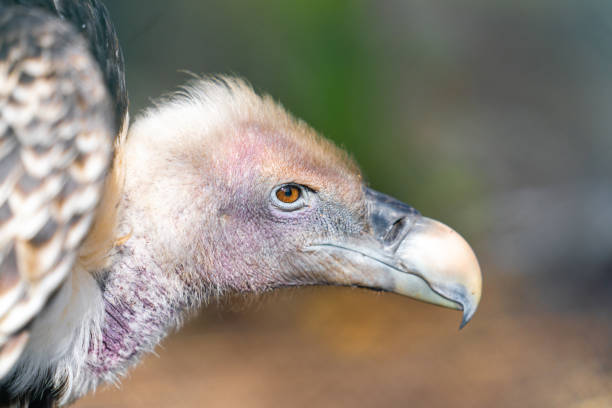 Portrait of a Ruppell's Griffon Vulture in the Rotterdam Zoo (Blijdorp Zoo), the Netherlands