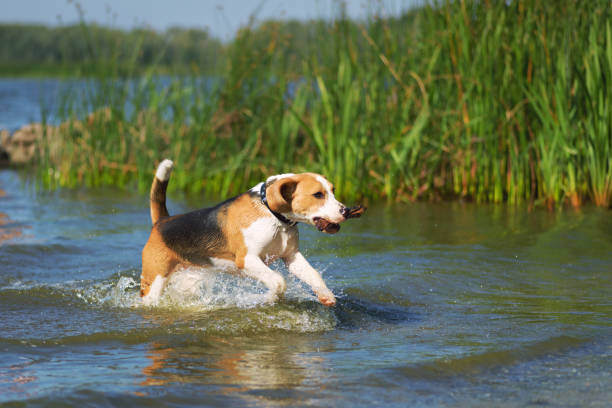 Beagle dog enjoying water activities outdoor in the river