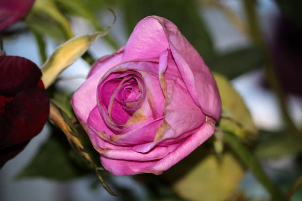 istock Pink Rose Flower Close Up 1209705530