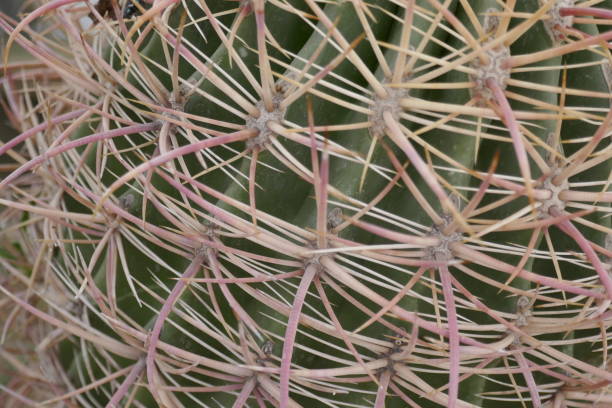 закрыть баррель кактуса - tropical climate arid climate palm springs close up стоковые фото и изображения