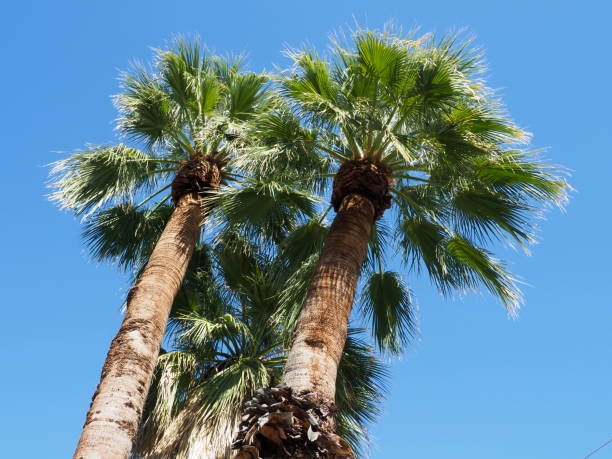 istock Palm trees in Palm Springs 1209705718
