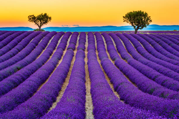 istock Provence, France. 1209706370